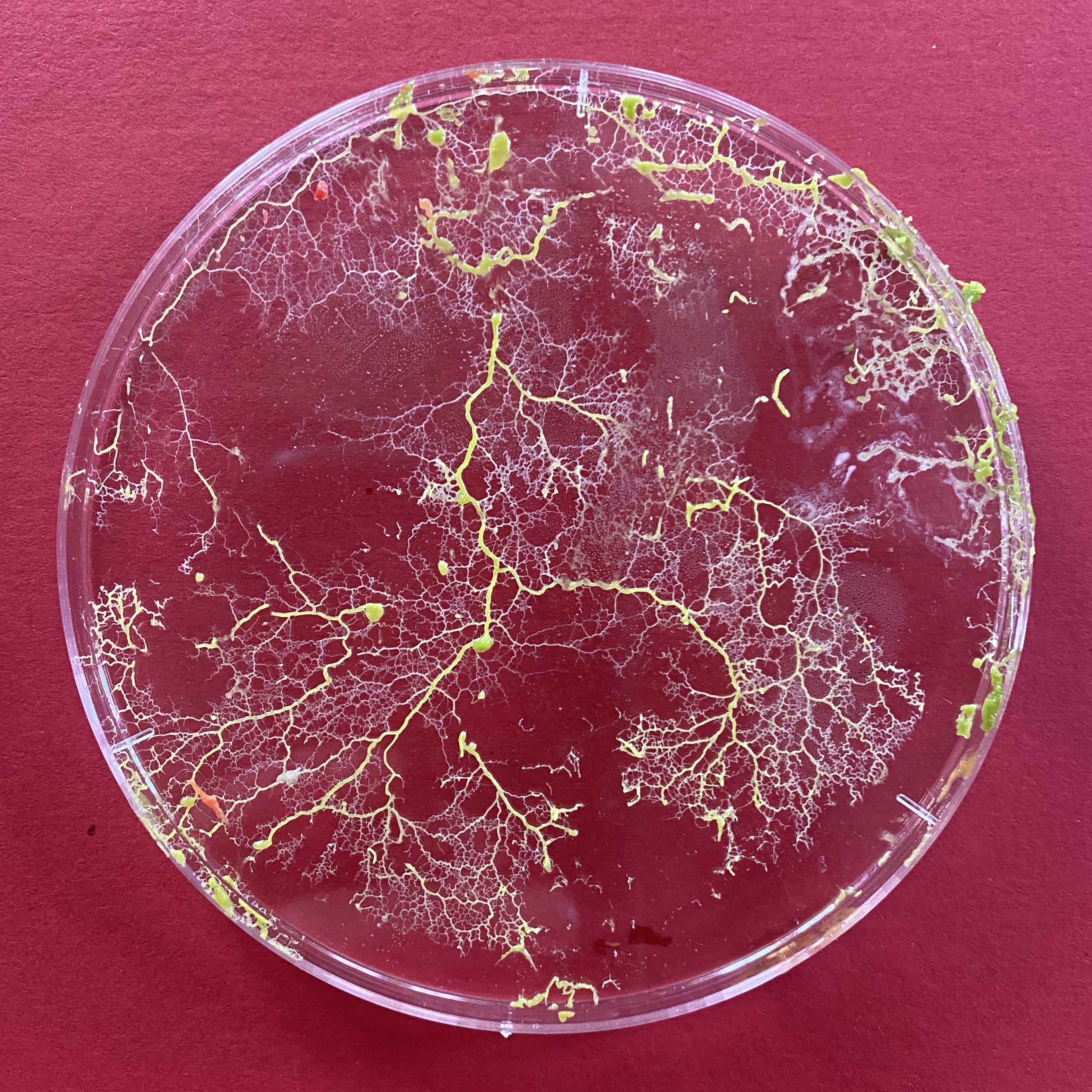 Slime molds